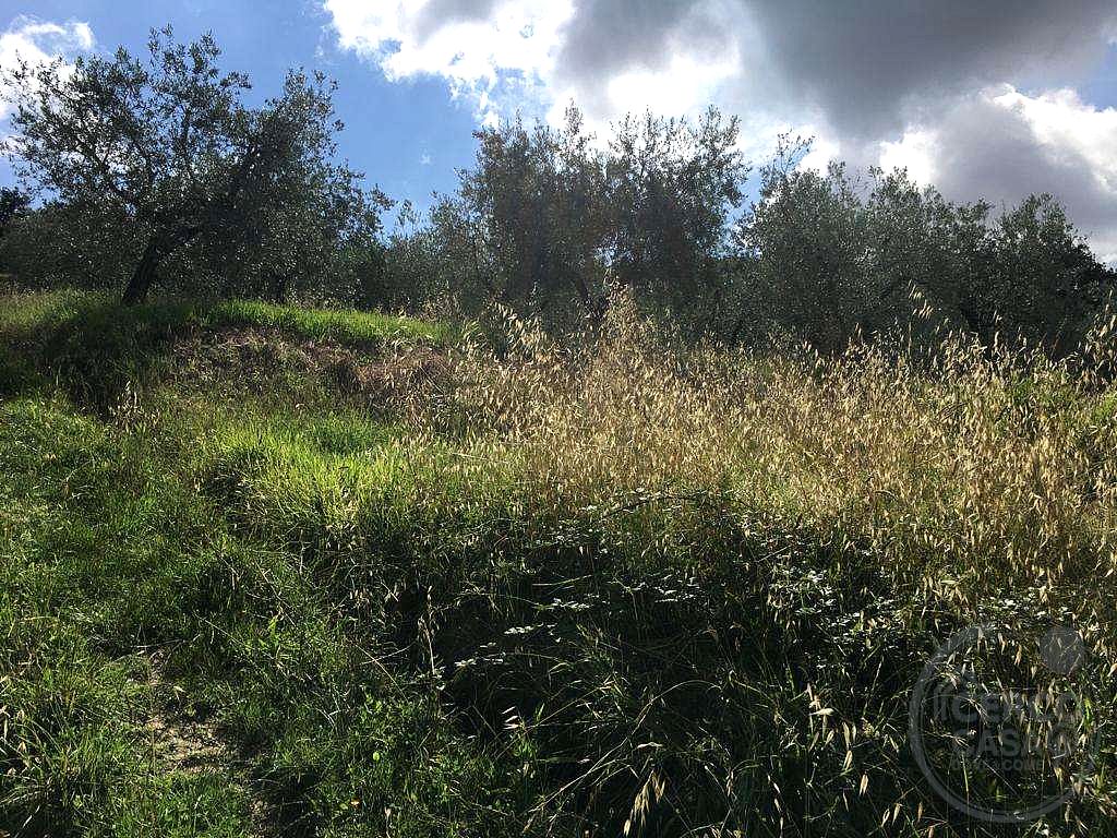 ASSISI - PALAZZO: OLIVETO IN VENDITA