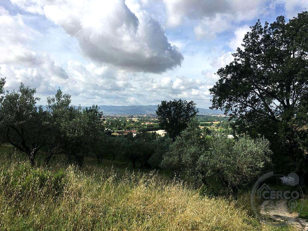 ASSISI - PALAZZO: OLIVETO IN VENDITA