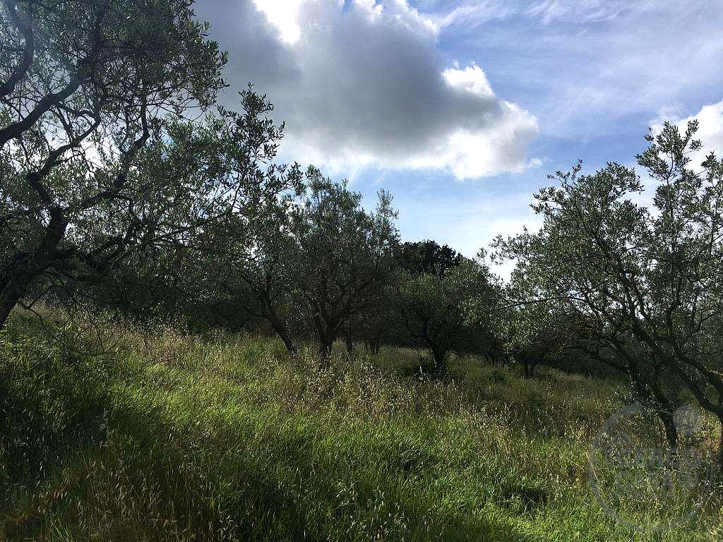 ASSISI - PALAZZO: OLIVETO IN VENDITA