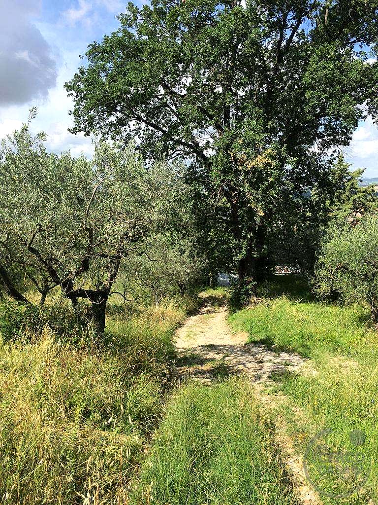 ASSISI - PALAZZO: OLIVETO IN VENDITA