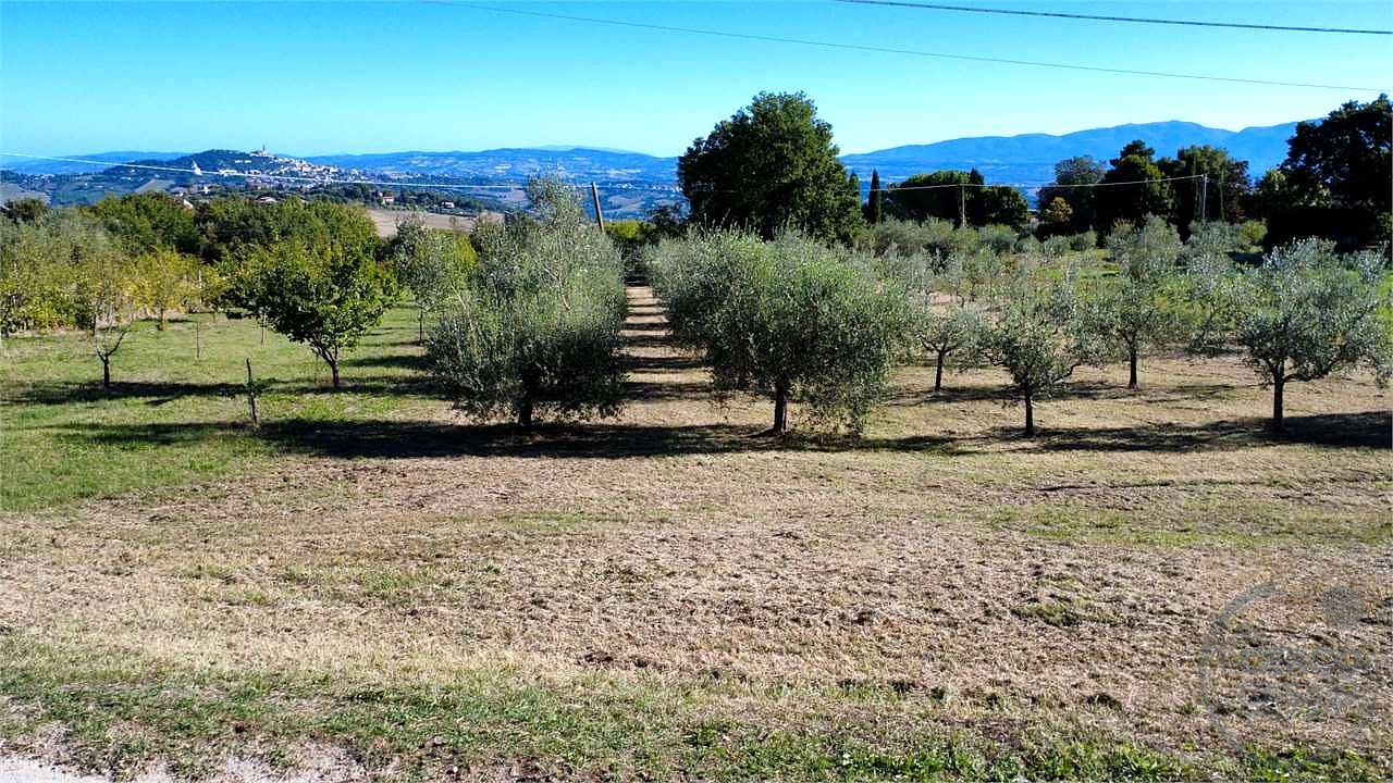 TODI - ROMAZZANO - TERRENO EDIFICABILE