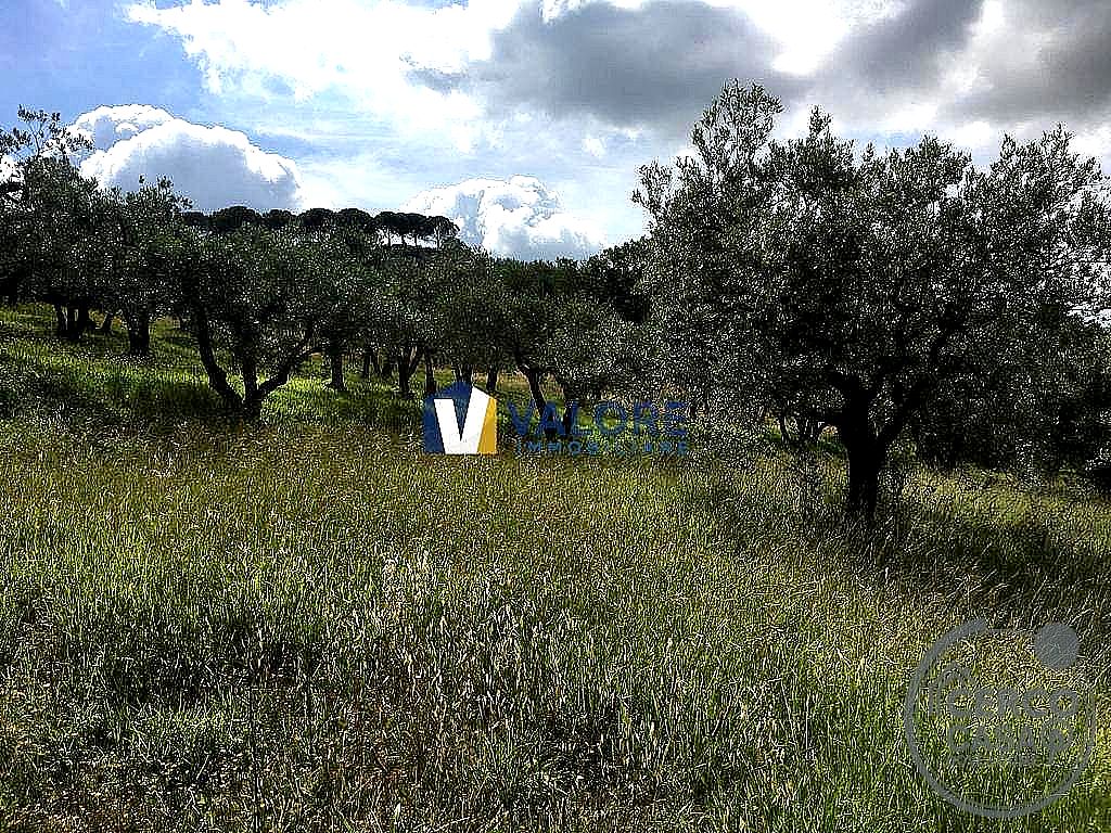 TERRENO AGRICOLO VENDITA ASSISI PALAZZO · foto 2