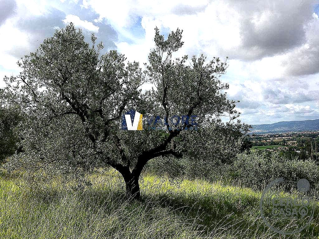 TERRENO AGRICOLO VENDITA ASSISI PALAZZO · foto 4