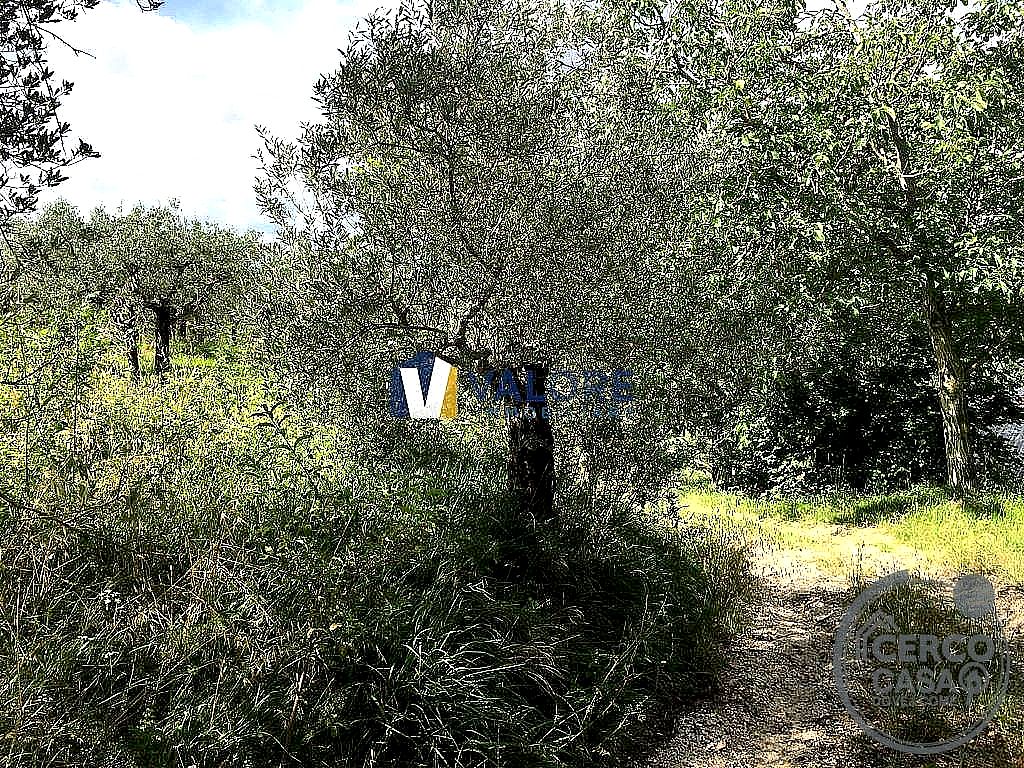 TERRENO AGRICOLO VENDITA ASSISI PALAZZO · foto 4