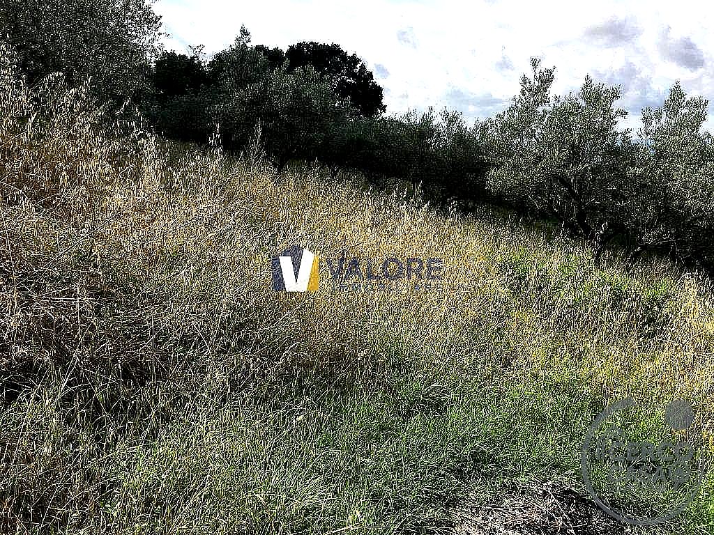 TERRENO AGRICOLO VENDITA ASSISI PALAZZO · foto 5