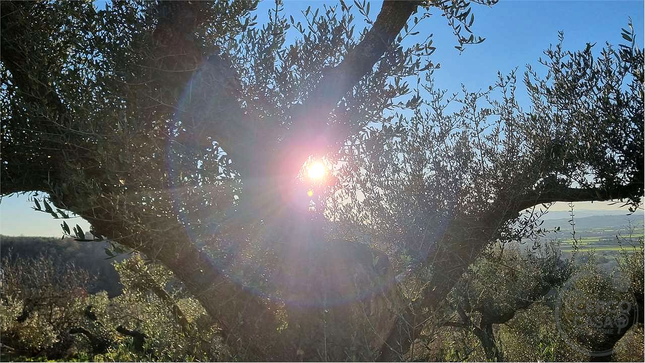 Torgiano Casale panoramico con 900 olivi