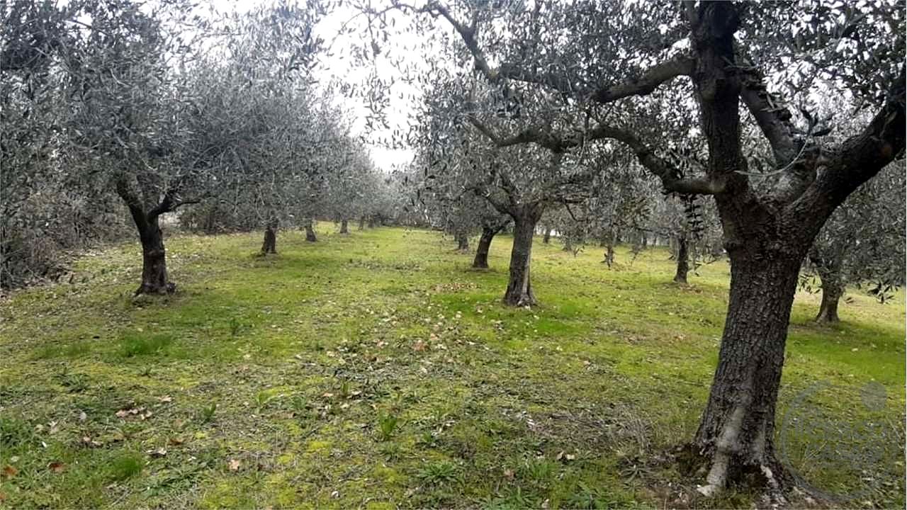 ASSISI - CASALE CON TERRENO