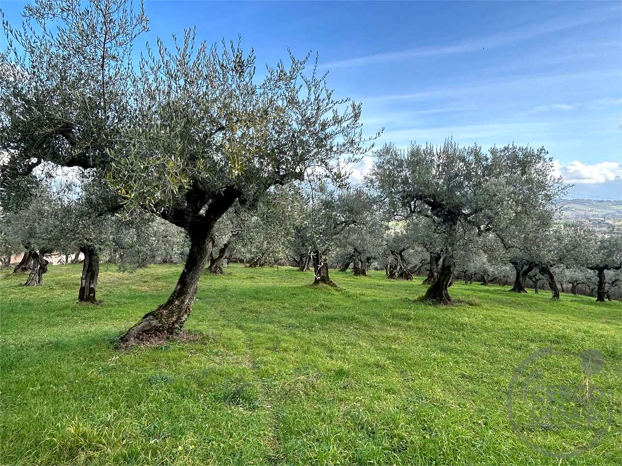 TERRENO AGRICOLO - OLIVETO