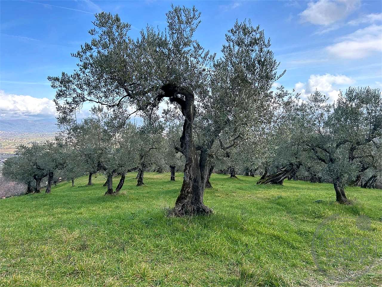 TERRENO AGRICOLO - OLIVETO