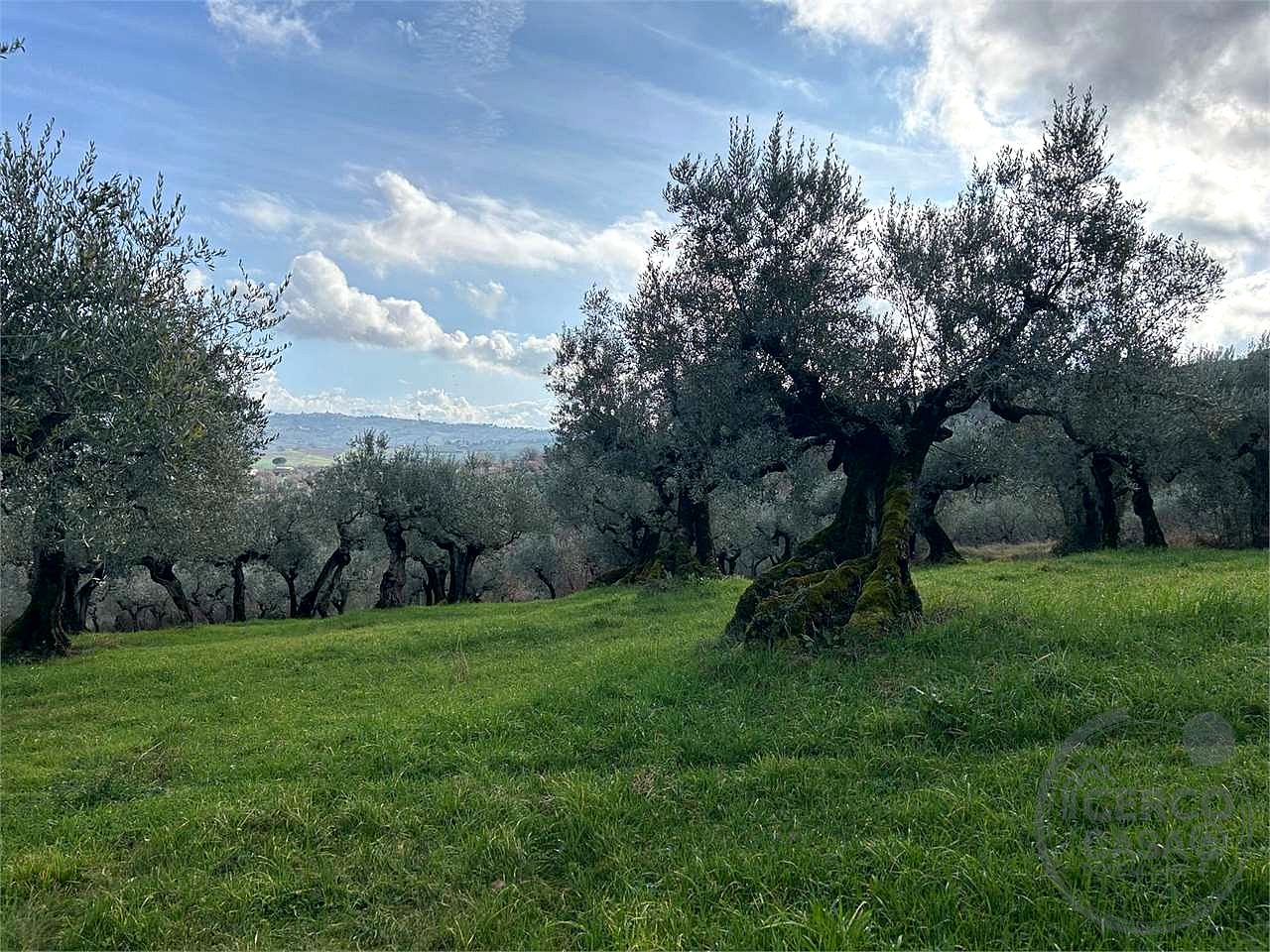 TERRENO AGRICOLO - OLIVETO