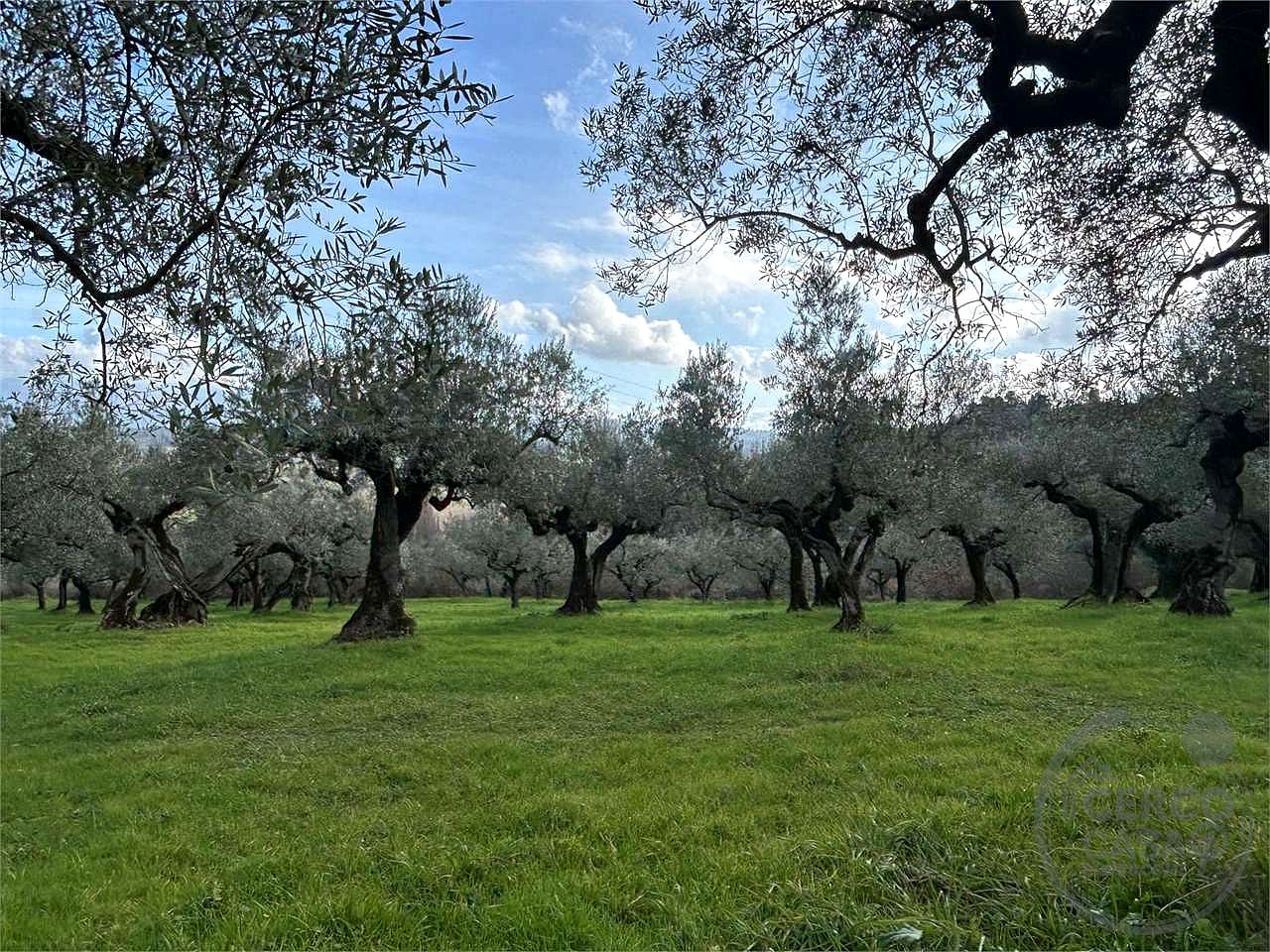 TERRENO AGRICOLO - OLIVETO