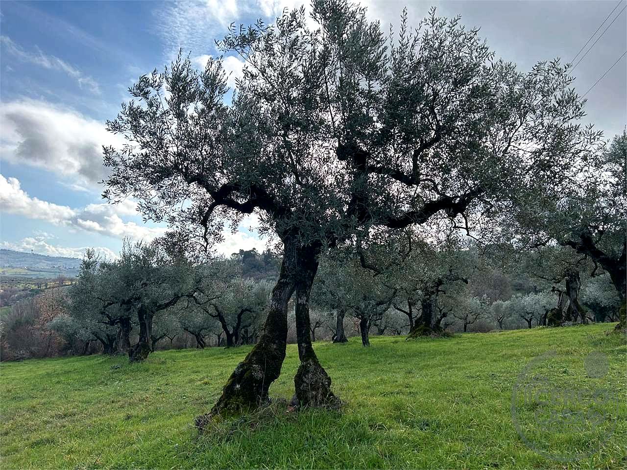 TERRENO AGRICOLO - OLIVETO