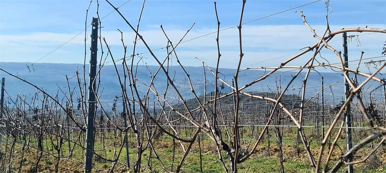 ORVIETO: TERRENO AGRICOLO