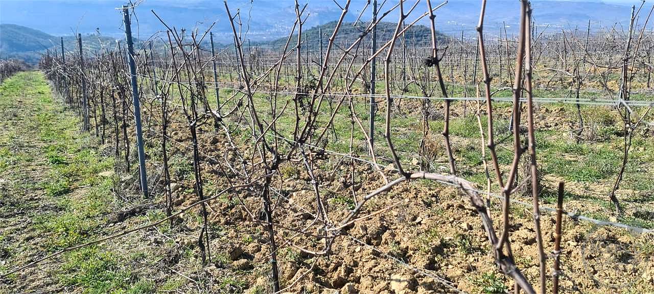 ORVIETO: TERRENO AGRICOLO