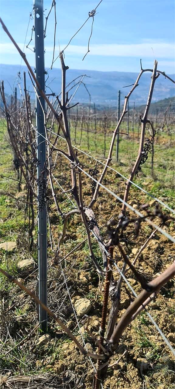 ORVIETO: TERRENO AGRICOLO