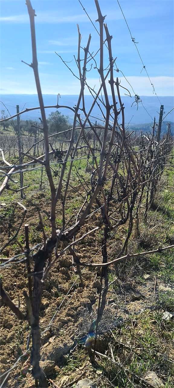 ORVIETO: TERRENO AGRICOLO