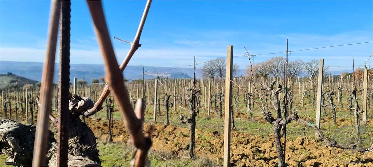 ORVIETO: TERRENO AGRICOLO
