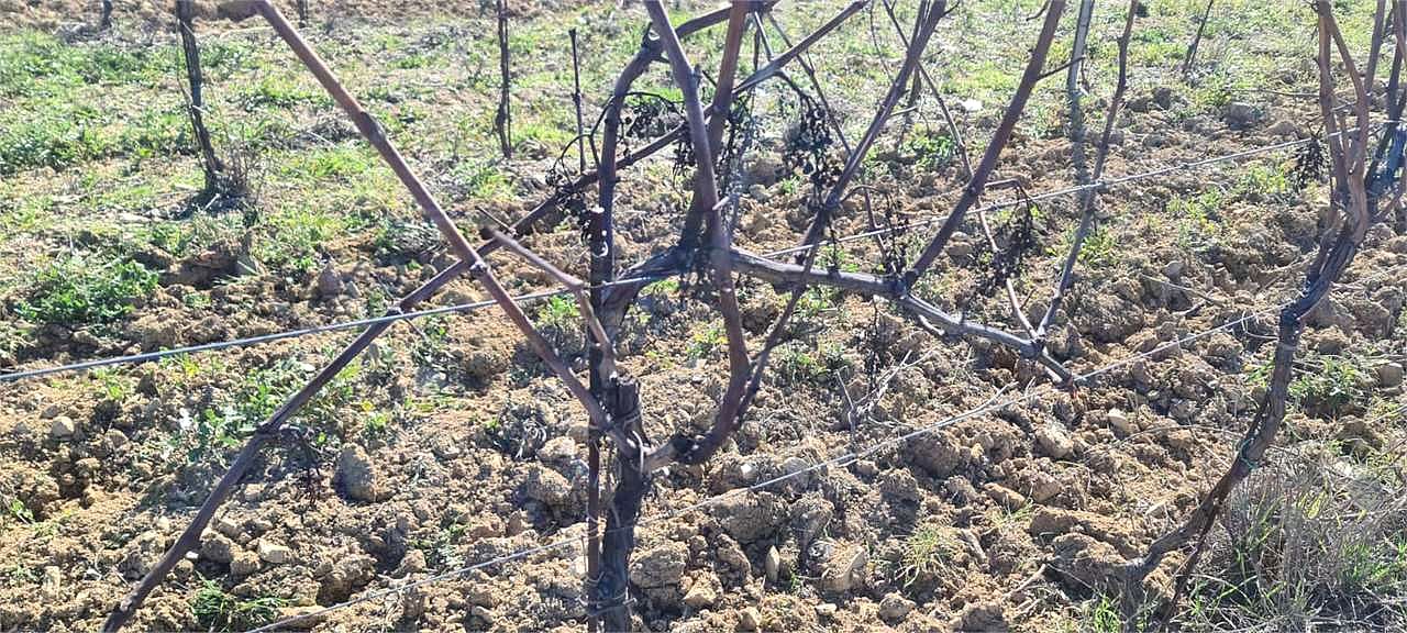 ORVIETO: TERRENO AGRICOLO