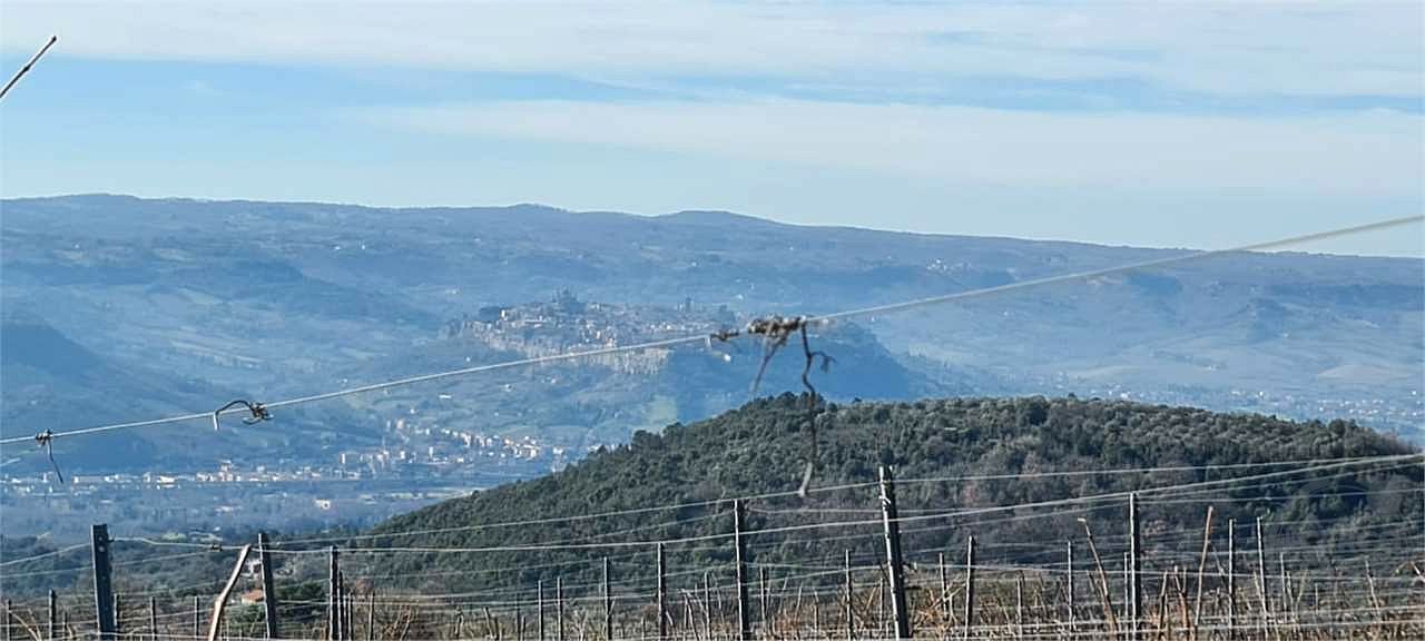ORVIETO: TERRENO AGRICOLO