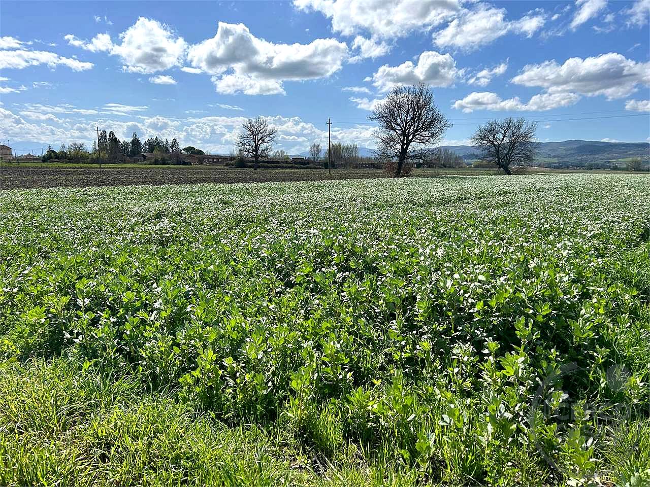 ASSISI - CASTELNUOVO - TERRENO AGRICOLO