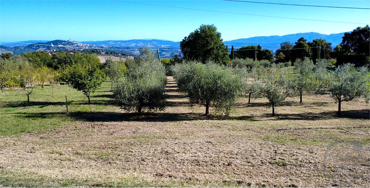 TODI - ROMAZZANO - TERRENO EDIFICABILE