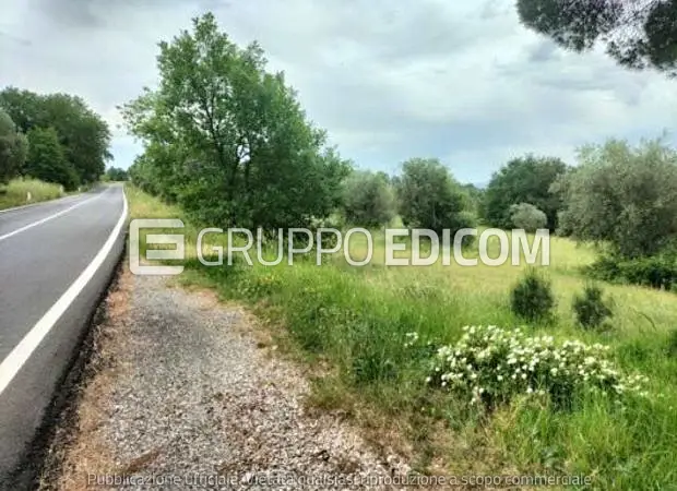 Terreno ALL'ASTA - Ficulle