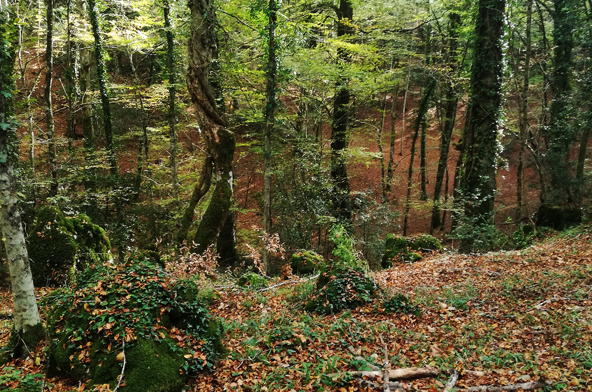 Terreno Boschivo Todi - Todi Immobiliare