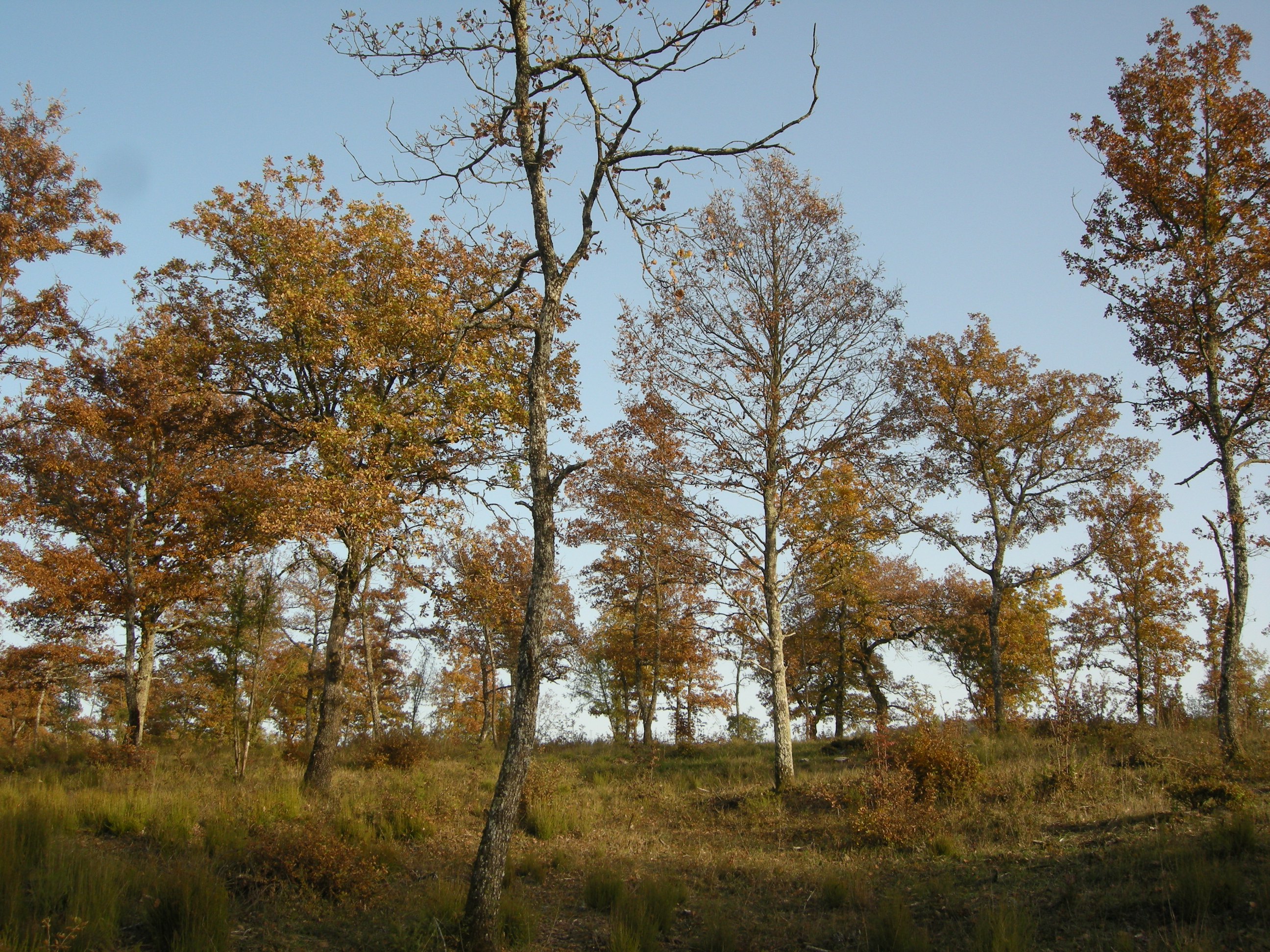 Terreno Boschivo Todi - Todi Immobiliare