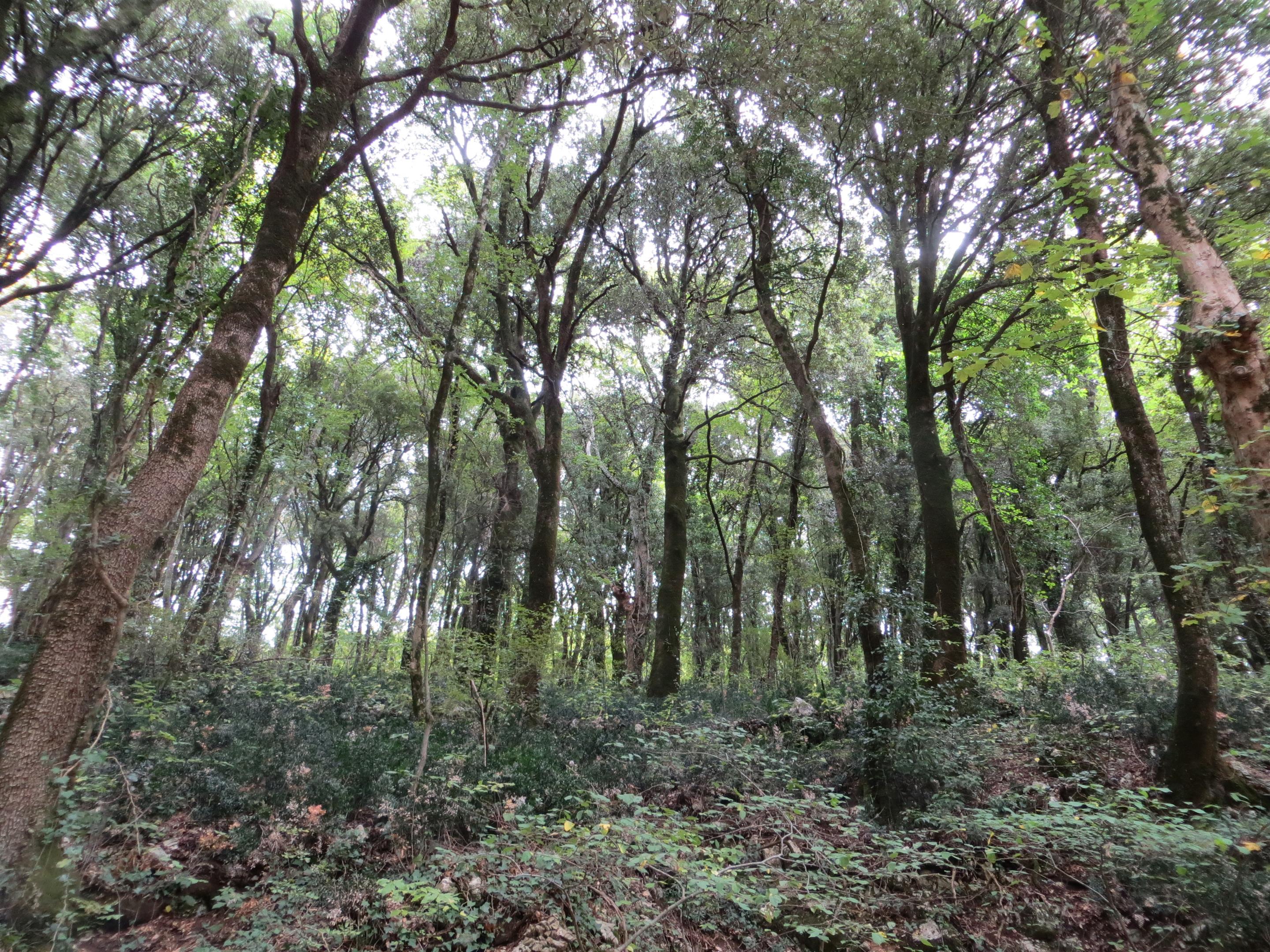 Terreno Boschivo Todi - Todi Immobiliare