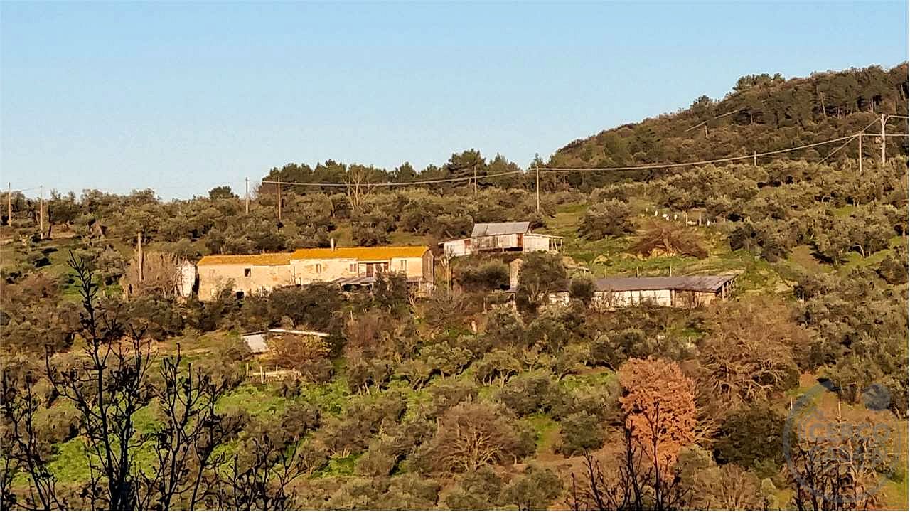 Torgiano Casale panoramico con 900 olivi