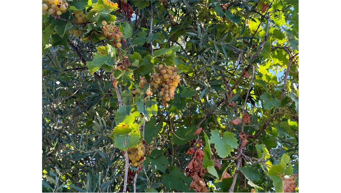 Caratteristica Casa di Campagna ristrutturata con 9 ha di Terreno - Todi Immobiliare