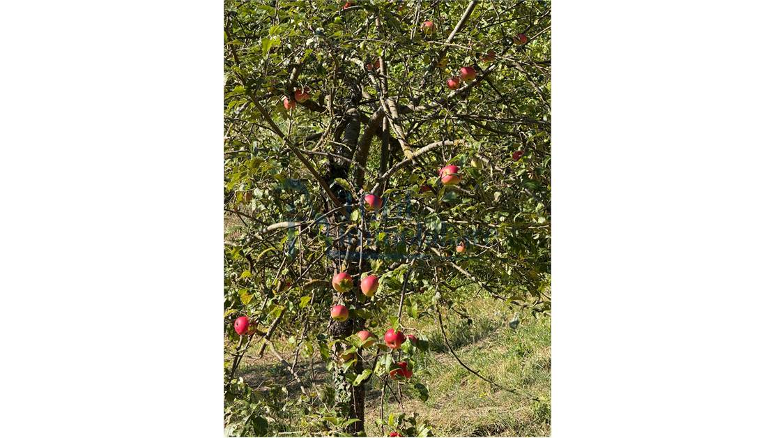 Caratteristica Casa di Campagna ristrutturata con 9 ha di Terreno - Todi Immobiliare