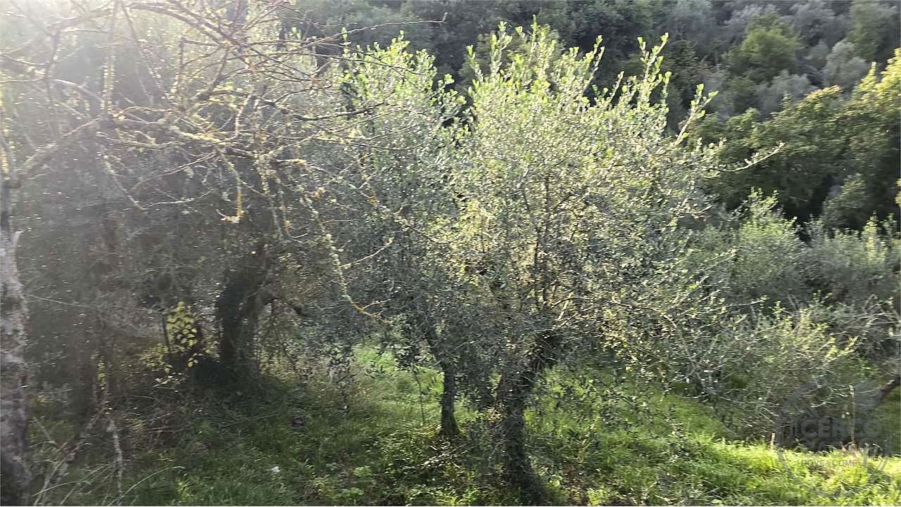 Terreno agricolo vendita Catiglion Fosco Piegaro