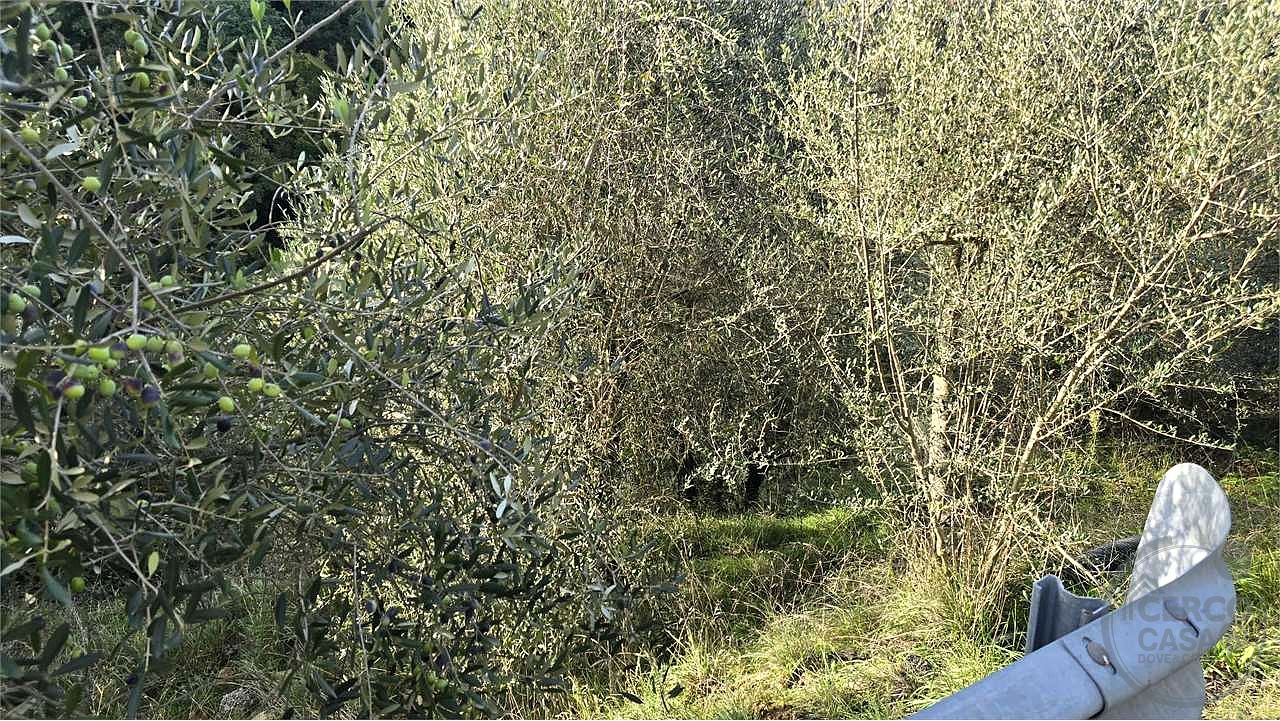 Terreno agricolo vendita Catiglion Fosco Piegaro
