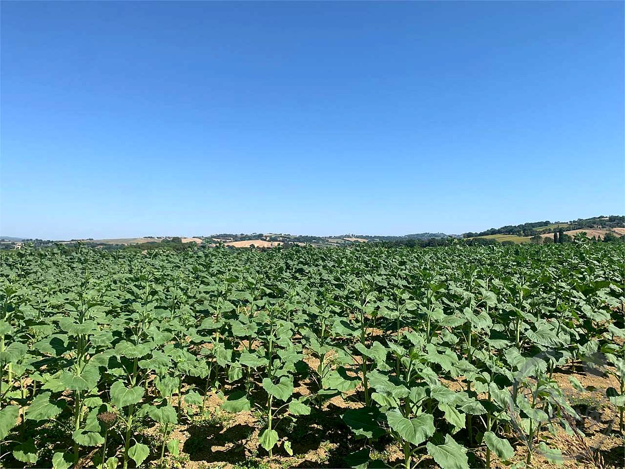 Terreno edificabile con vista panoramica su Todi