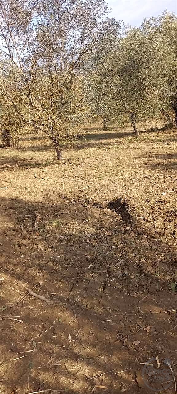 Casale con 1,5 ettari di terreno e uliveto Marsciano / Compignano