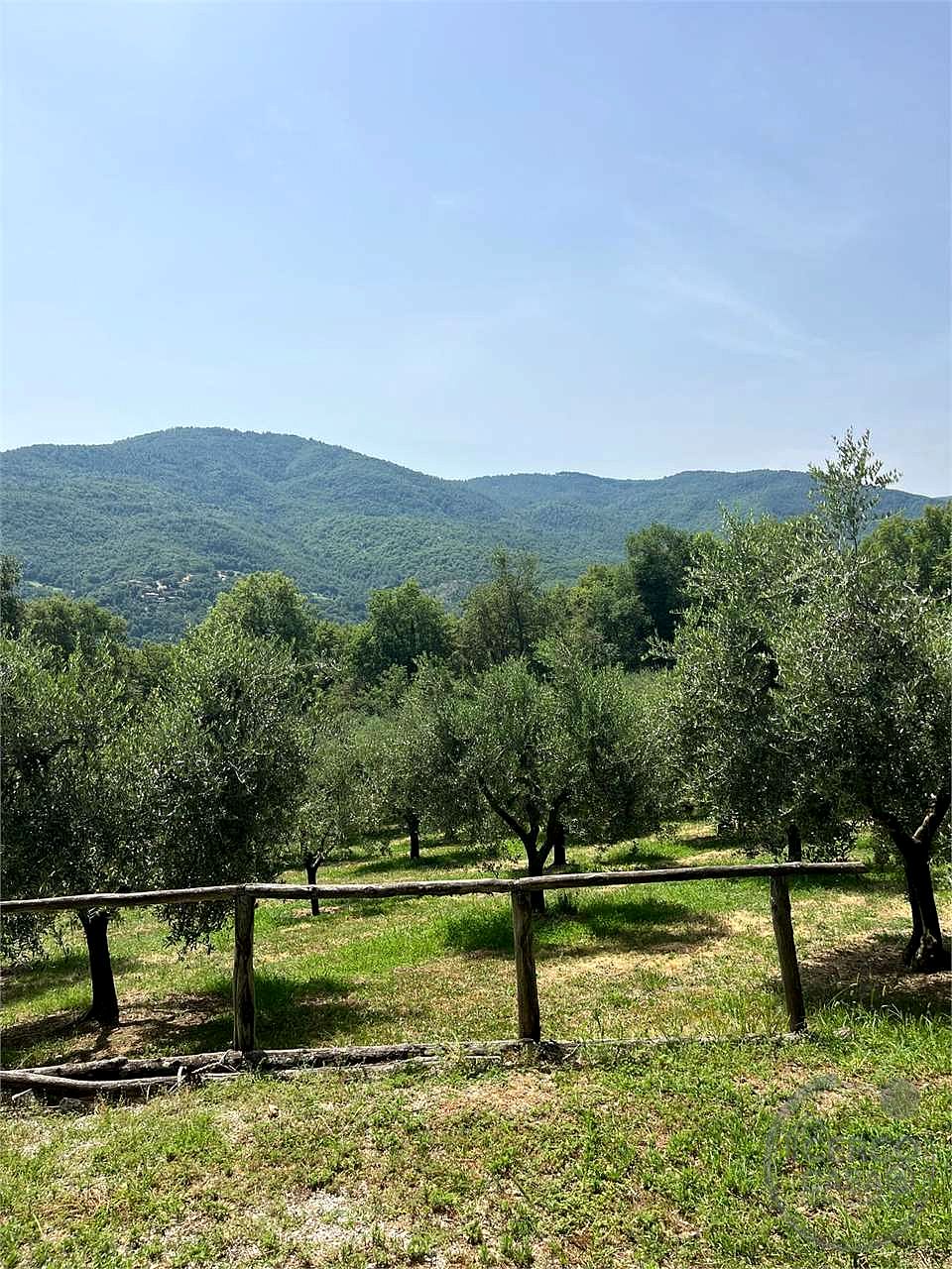 terreno in vendita con 100 alberi di olivo