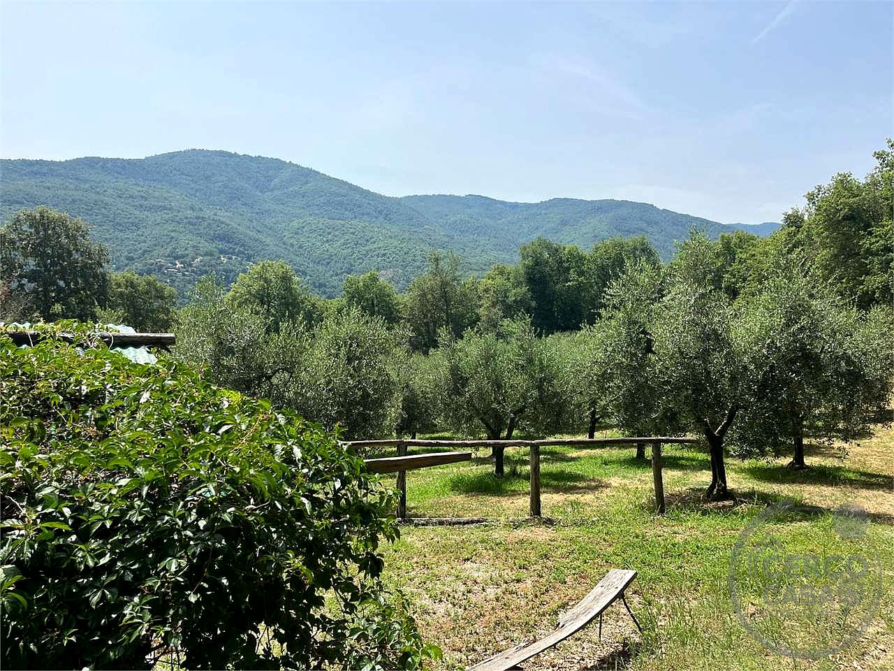 terreno in vendita con 100 alberi di olivo