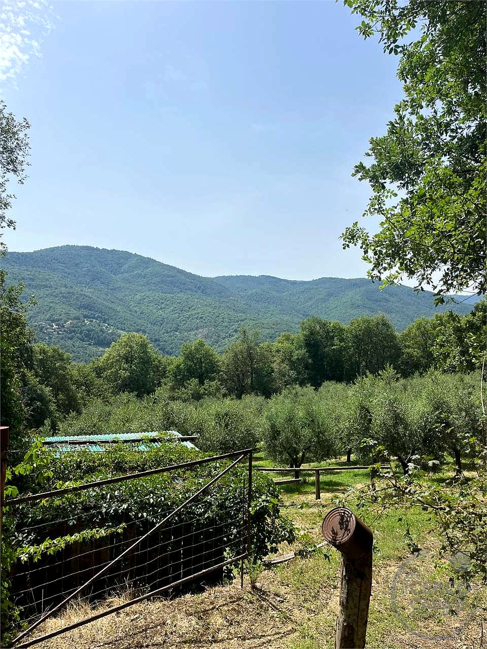terreno in vendita con 100 alberi di olivo
