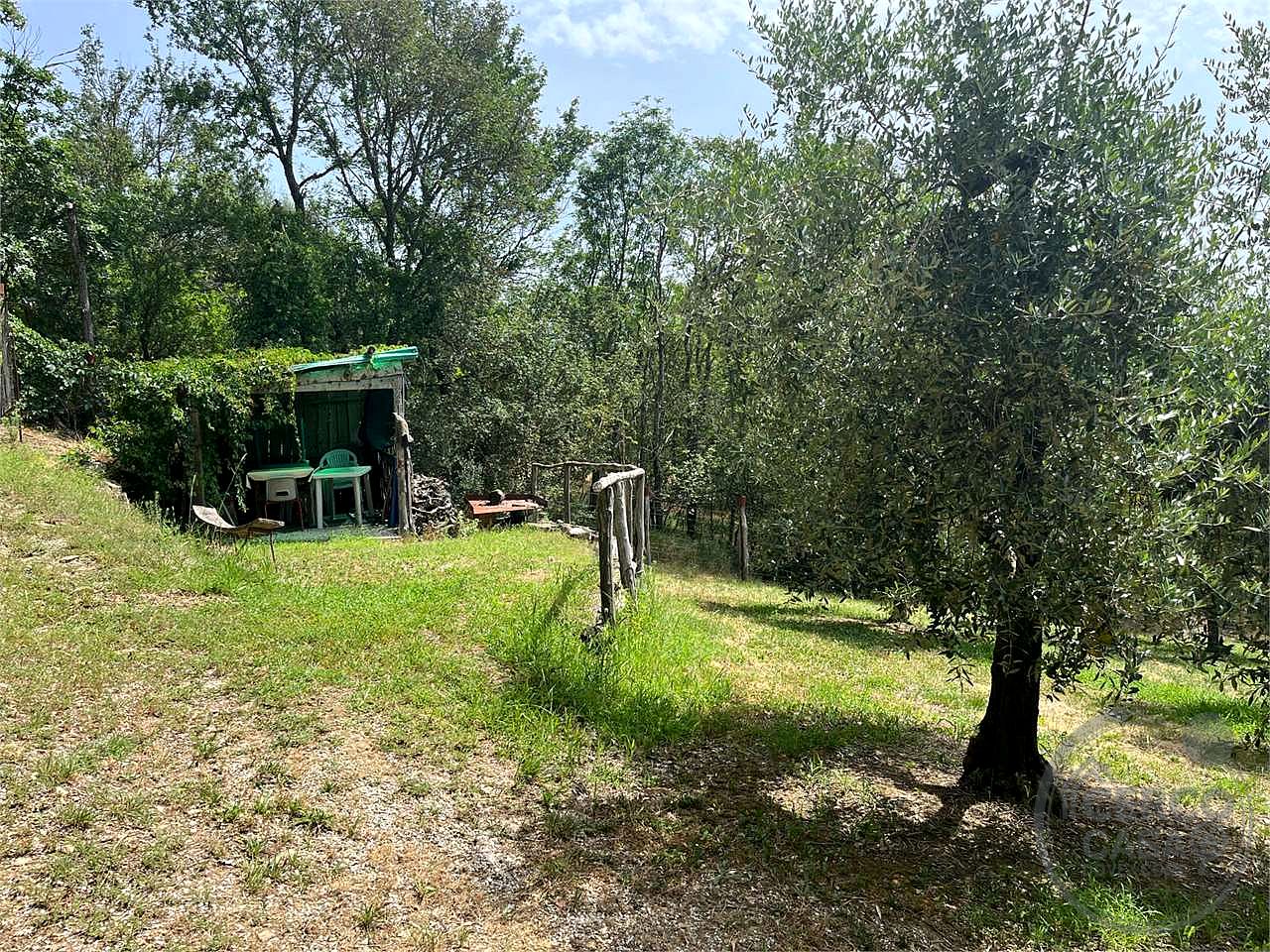 terreno in vendita con 100 alberi di olivo