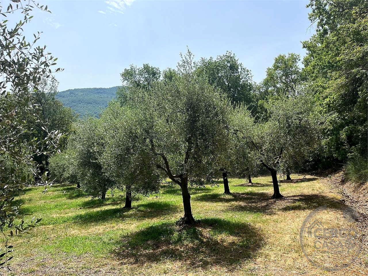 terreno in vendita con 100 alberi di olivo