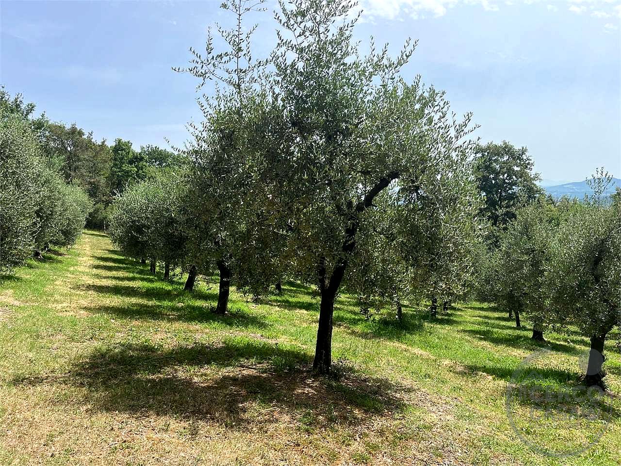 terreno in vendita con 100 alberi di olivo